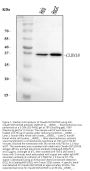 Anti-Claudin18/CLDN18 Antibody Picoband®