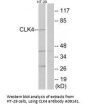 Anti-CLK4 Antibody