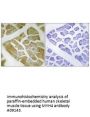 Anti-Myosin-4 MYH4 Antibody