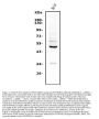 Anti-ETF/TEAD2 Antibody PicobandÂ®