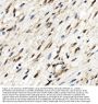 Anti-ETF/TEAD2 Antibody PicobandÂ®