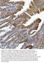 Anti-ETF/TEAD2 Antibody PicobandÂ®