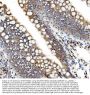 Anti-ETF/TEAD2 Antibody PicobandÂ®