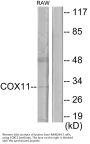 Anti-COX11 Antibody