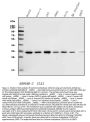 Anti-Carbonic Anhydrase 13/CA13 Antibody Picoband®