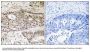 Anti-USP48 Antibody