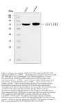 Anti-BAL/SLC27A5 Antibody Picoband®