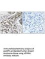 Anti-USP6 N-terminal-like protein USP6NL Antibody