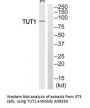 Anti-TUT1/Tutase Antibody