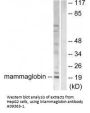 Anti-Mammaglobin SCGB2A2 Antibody