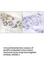 Anti-Mammaglobin SCGB2A2 Antibody