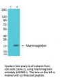 Anti-Mammaglobin SCGB2A2 Antibody