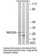 Anti-NKX26 Antibody