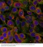 Anti-Niban-like protein(Ab-712) FAM129B Antibody