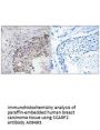 Anti-SCARF2/Srec Ii Antibody