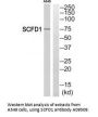 Anti-SCFD1 Antibody