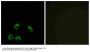 Anti-GPR103 QRFPR Antibody