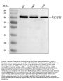 Anti-NCAPH Antibody Picoband®