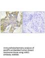 Anti-IARS2 Antibody