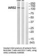 Anti-IARS2 Antibody