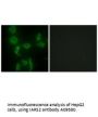 Anti-IARS2 Antibody