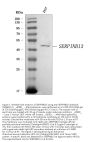 Anti-SERPINB13 Antibody Picoband®