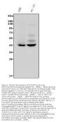 Anti-P2Y14/P2ry14 Antibody Picoband®