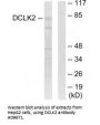 Anti-DCLK2/Dcamkl2 Antibody