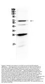 Anti-SLC7A3 Antibody Picoband®