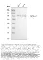 Anti-SLC7A3 Antibody Picoband®