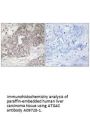 Anti-Cysteine protease ATG4C ATG4C Antibody