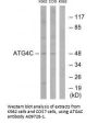 Anti-Cysteine protease ATG4C ATG4C Antibody