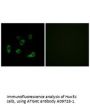 Anti-Cysteine protease ATG4C ATG4C Antibody