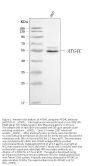 Anti-ATG4C Antibody Picoband®