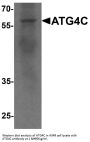Anti-Cysteine protease ATG4C ATG4C Antibody