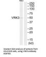 Anti-VRK3 Antibody