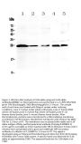 Anti-IL36 alpha/IL36A Antibody Picoband®