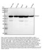 Anti-SLC6A20 Antibody Picoband®