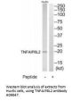 Anti-TNFAIP8L2 Antibody