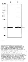 Anti-Epigen/EPGN Antibody Picoband®