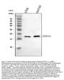 Anti-Epigen/Epgn Antibody Picoband®