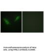 Anti-KPB1/2 PHKA1 Antibody