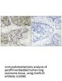 Anti-MAPK15 Antibody