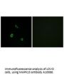 Anti-MAPK15 Antibody