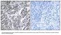 Anti-ATP5D Antibody
