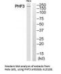 Anti-PHD finger protein 3 PHF3 Antibody