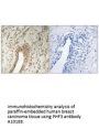 Anti-PHD finger protein 3 PHF3 Antibody