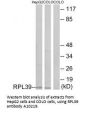 Anti-60S ribosomal protein L39 RPL39 Antibody
