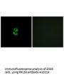 Anti-60S ribosomal protein L39 RPL39 Antibody