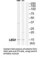 Anti-LAMC3/Laminin Gamma 3 Antibody